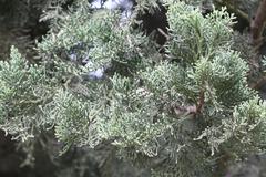 Cupressus torulosa